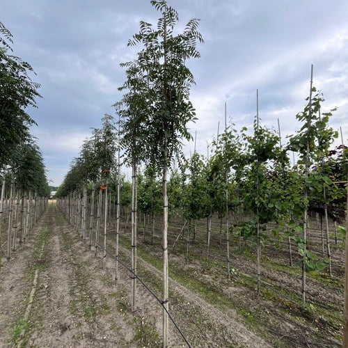 Rönn - Sorbus aucuparia edulis - Stammens omkrets 14-16 cm, höjd 3,5-4 meter, HS,
